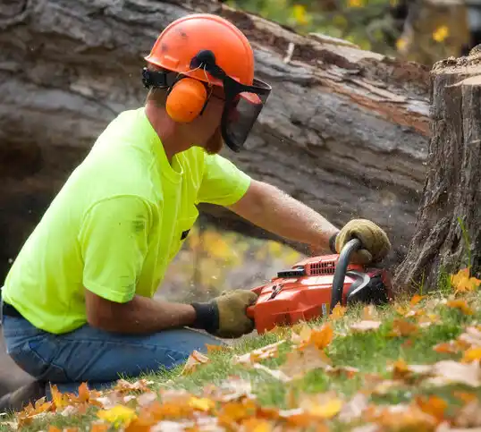 tree services Lyons Falls